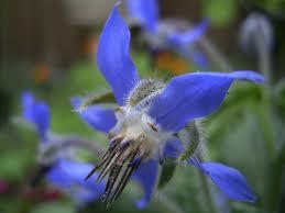 Borage Oil