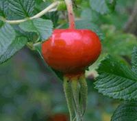 Rose Hip Oil